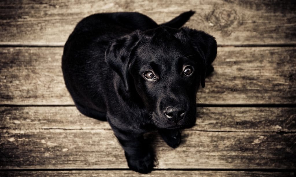Olijfolie voor honden
