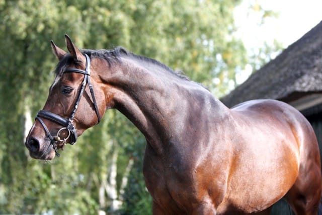 6 feiten over magnesium voor paarden