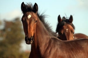 Equine Metabolic Syndrome or Cushing disease?