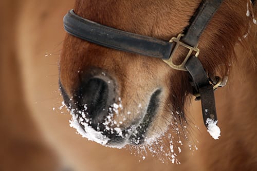 Paard in de sneeuw