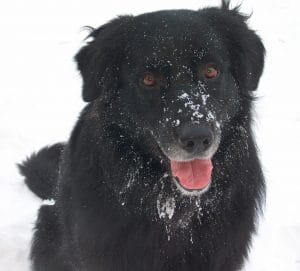 Hond in de sneeuw