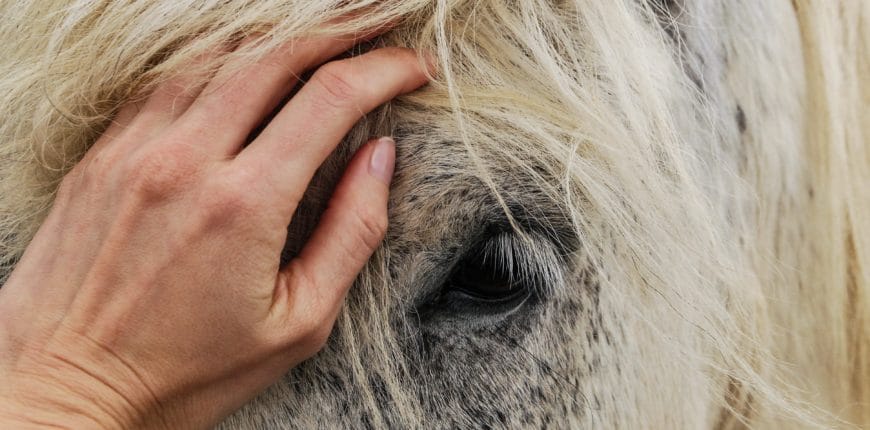 EMS horses