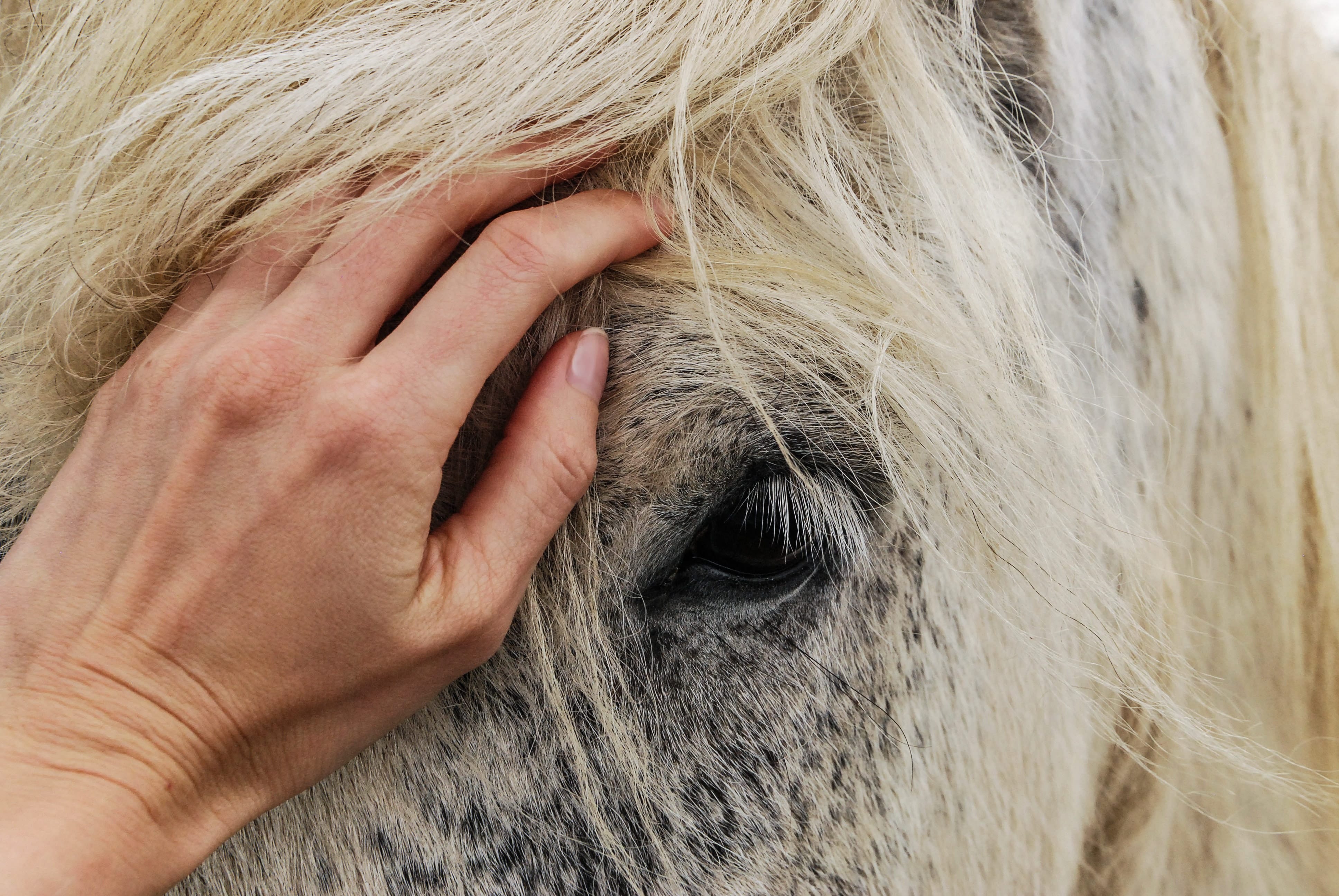 Equine Metabolic Syndrome (EMS) or Cushing disease? Effektri