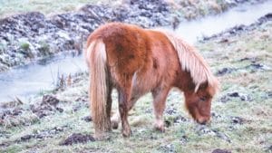 Feeding horses with EMS