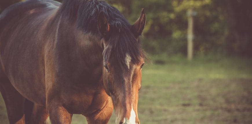 Paarden en vitamine D tekort