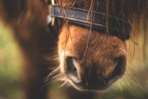 Horse nose Effektri