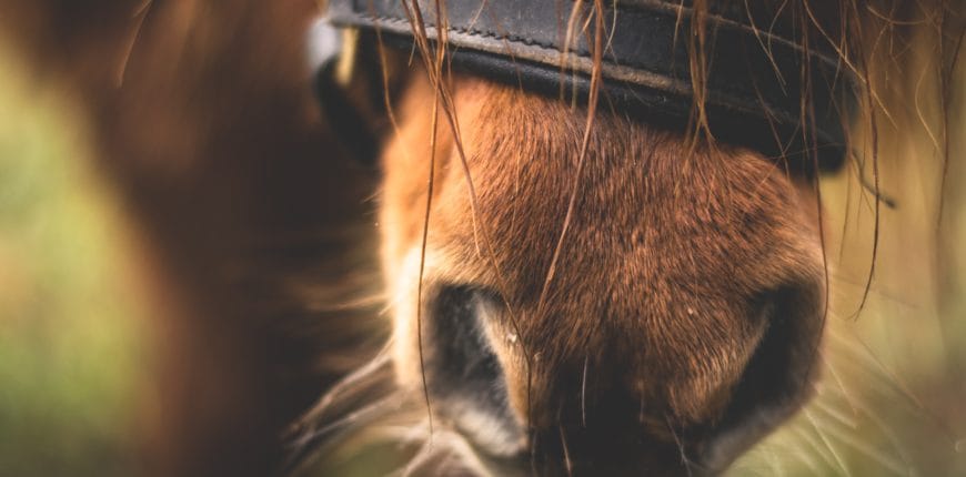 Horse nose Effektri