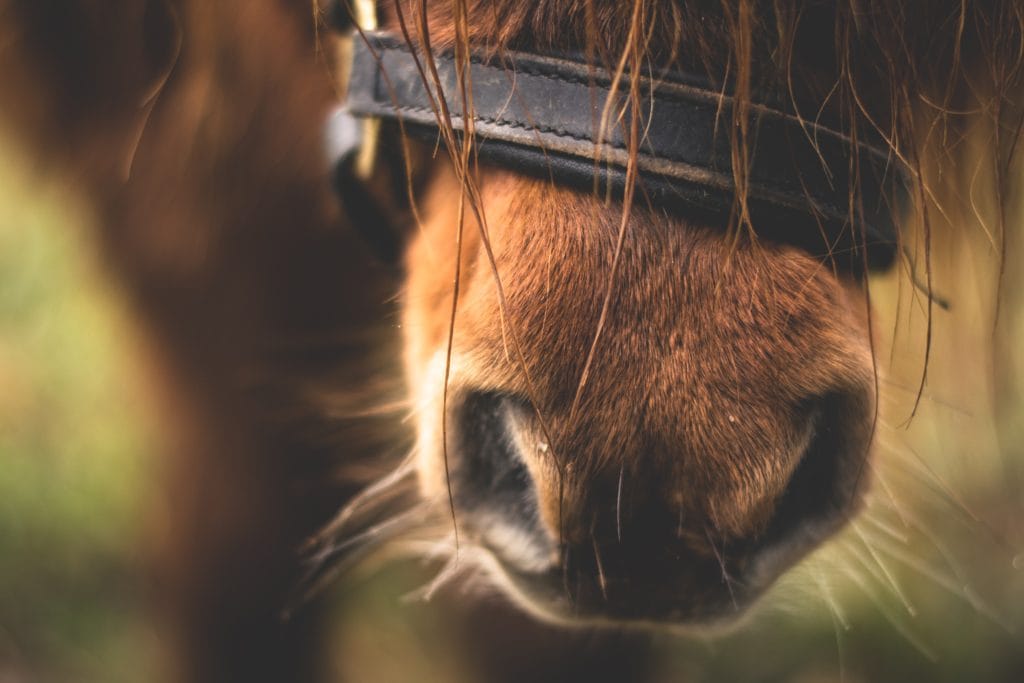 Insulin Resistance in horses what is it? Effektri