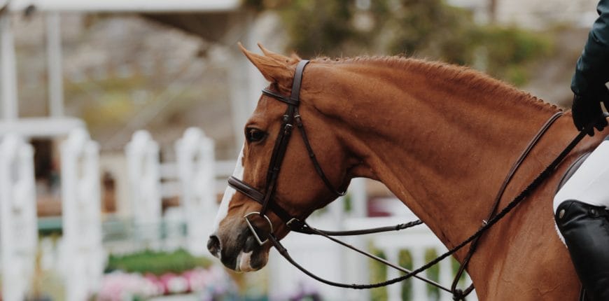 Paarden en magnesium