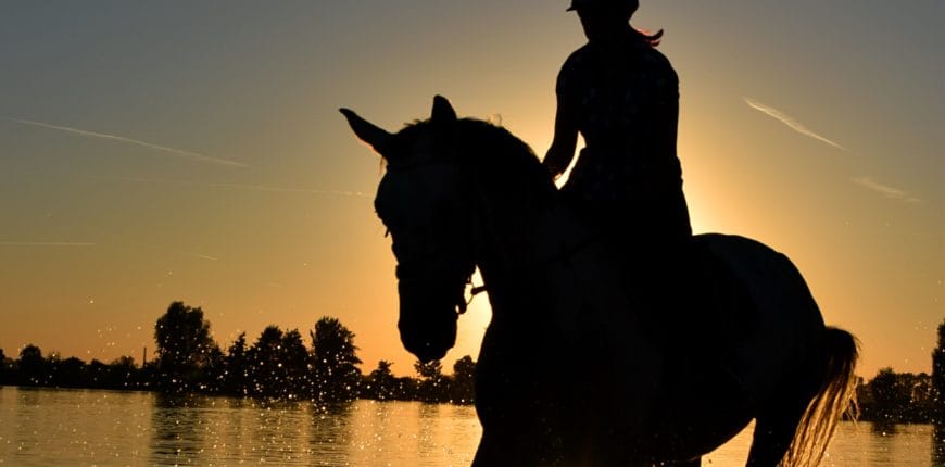 Horses summer