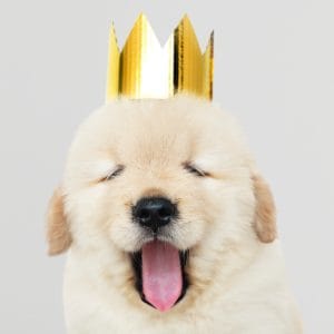 Hond kerst feestdagen