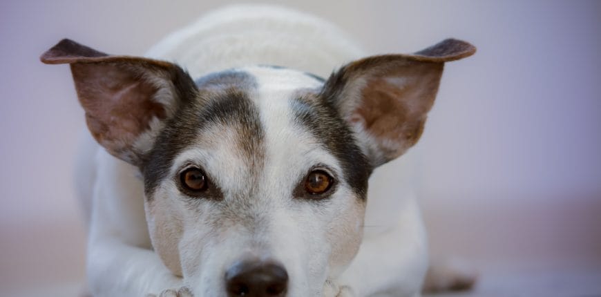 Older dog senior