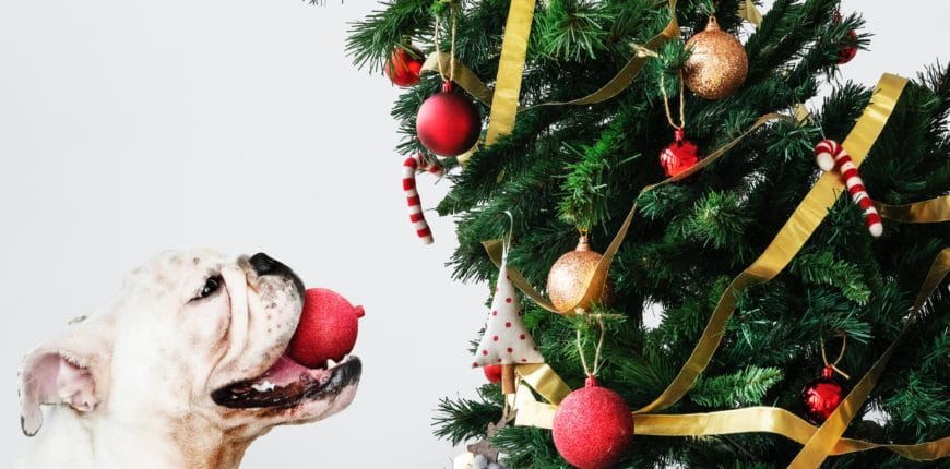 Hond kerst feestdagen