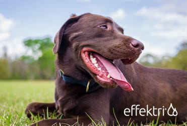 Omega-3 visolie voor hond - Effektri omega-3 hond