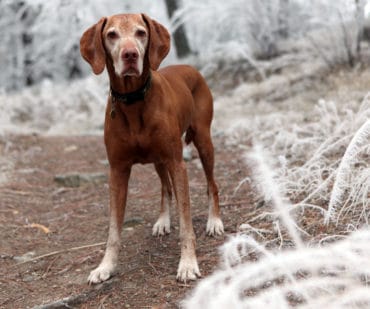 Oudere honden - artrose