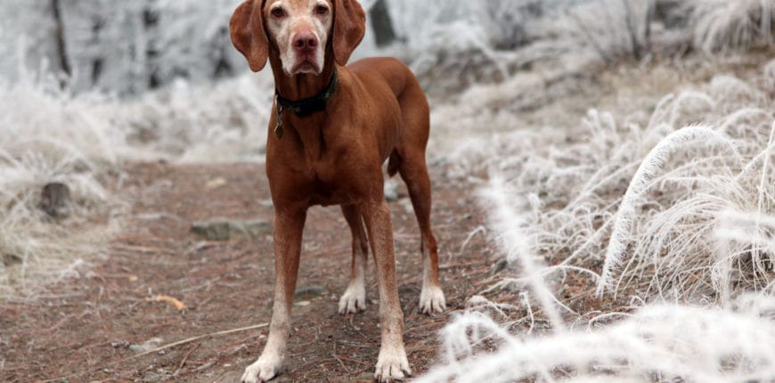 Oudere honden - artrose