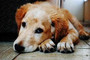 Hond COVIS-19 corona virus