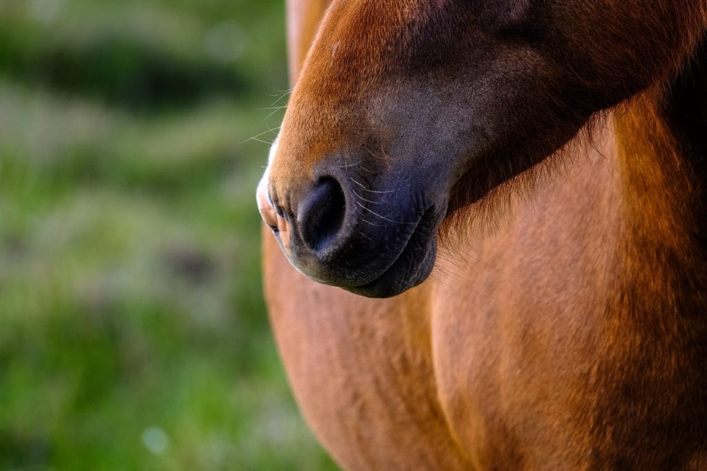 Equine metabolic syndrome