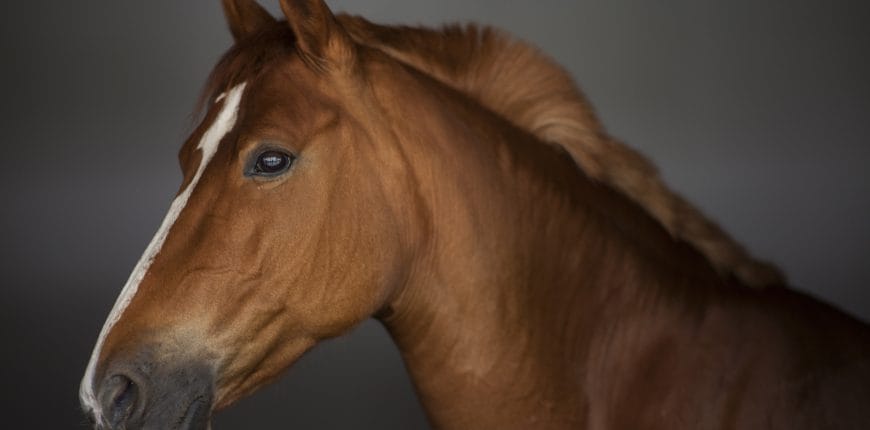 Omega-3 vetzuren bij artrose