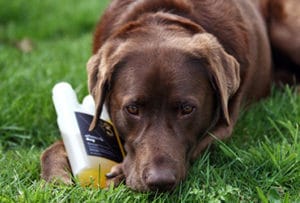 Hond met omega-3 Effektri