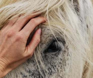 PPID bij paarden