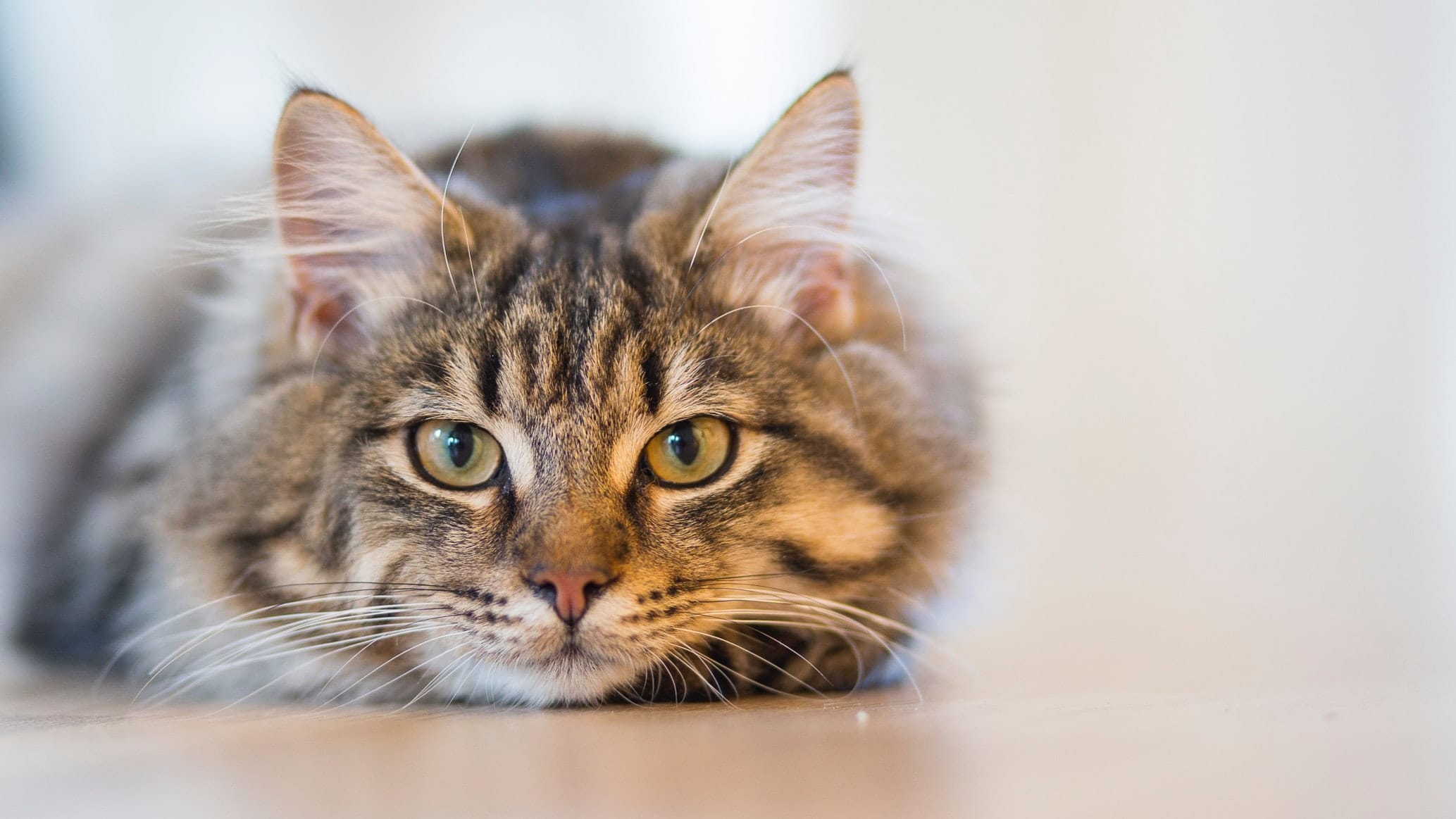 Omega-3 voor katten - zijn de voordelen? - Effektri