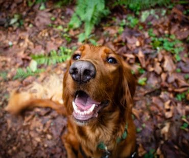 Herfst tips honden