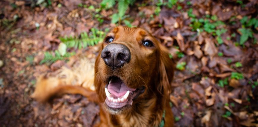 Herfst tips honden