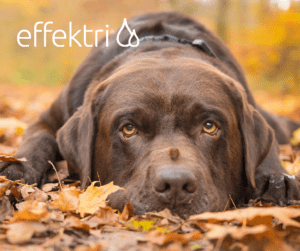 Herfst 9 tips voor je hond