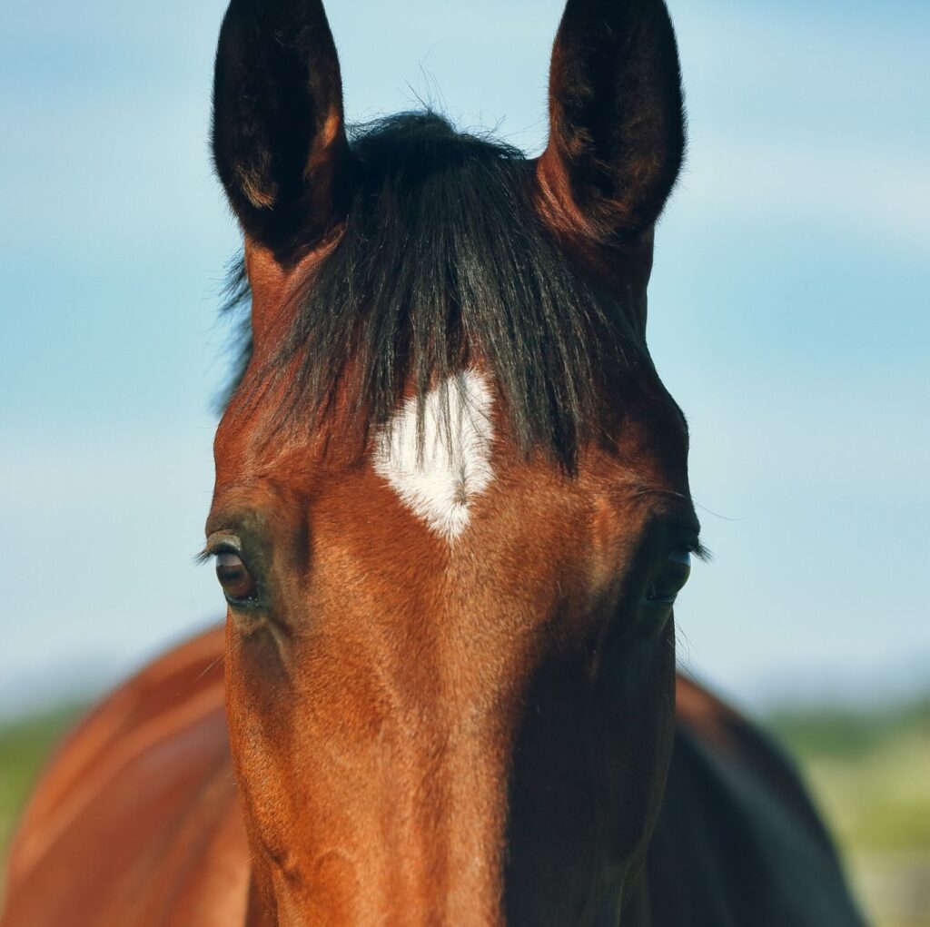 Paard effektri omega-3