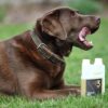 Effektri omega-3 dog - Image 3
